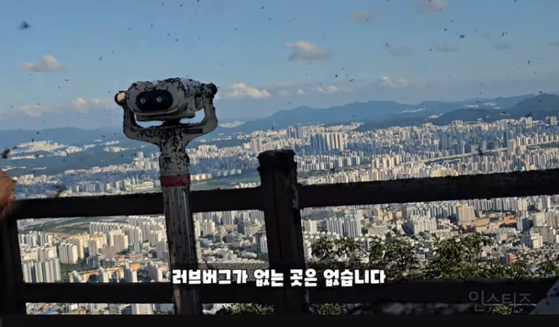 인천 러브버그 상황과 러브버거 (징그러움 주의) | 인스티즈
