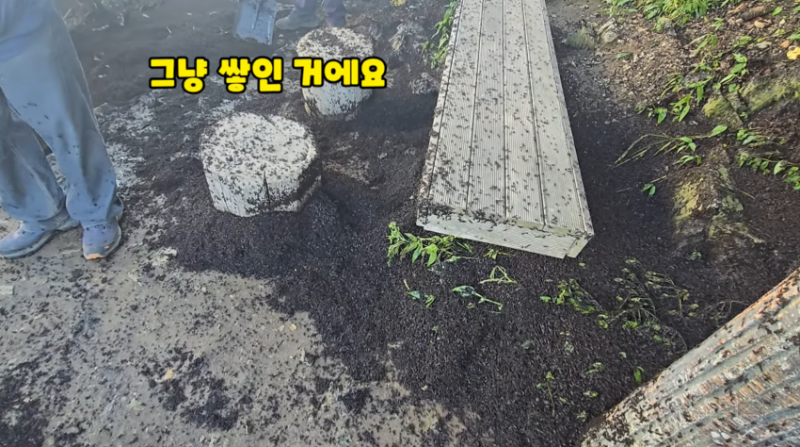 인천 러브버그 상황과 러브버거 (징그러움 주의) | 인스티즈