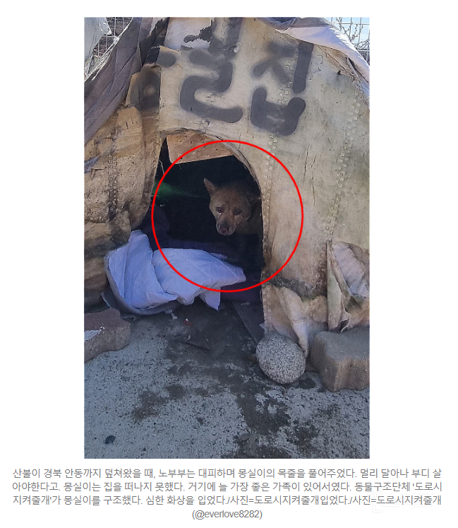 "몽실아, 도망가랬잖아"…불탄 가족 안고 엉엉 울었다
