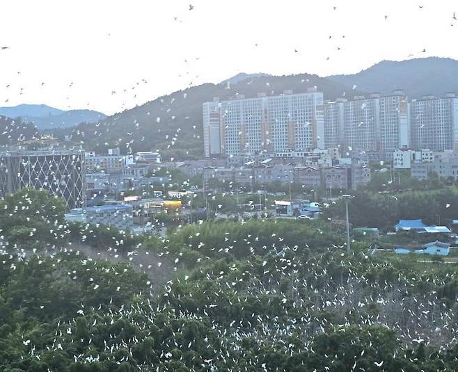 "더는 못 살겠다"…아파트 점령한 수천마리 백로떼, 무슨 일?