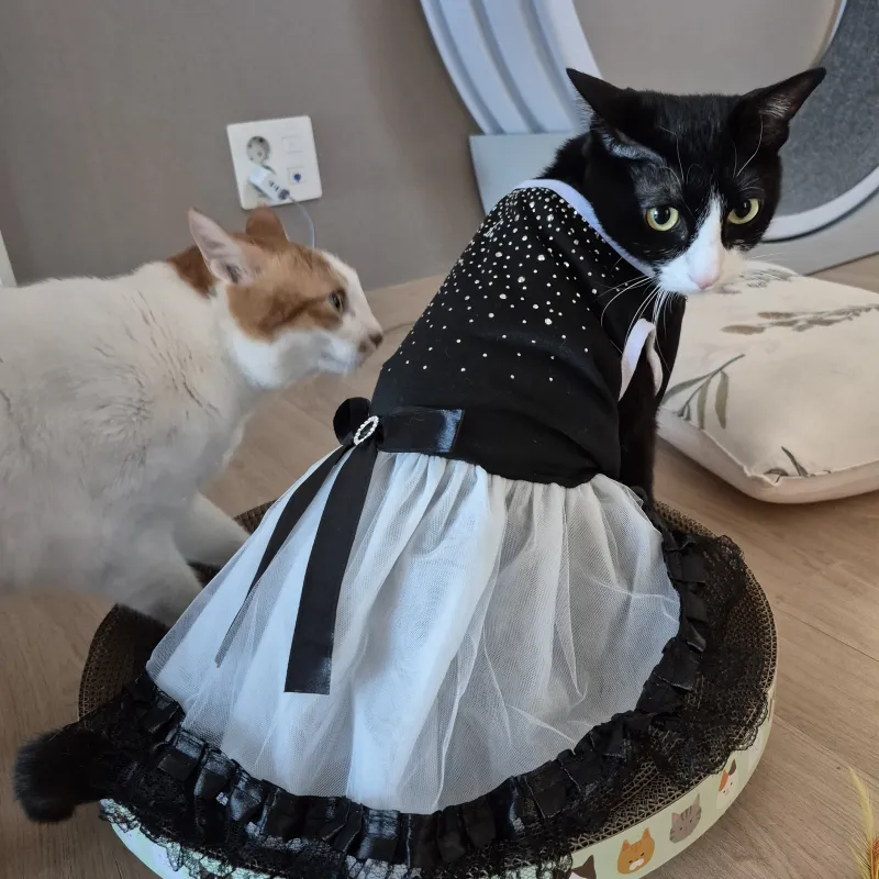 고양이 옷 후기