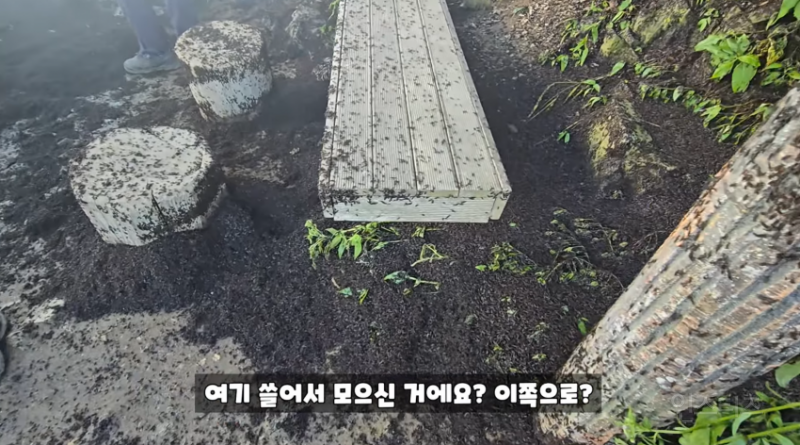 인천 러브버그 상황과 러브버거 (징그러움 주의) | 인스티즈