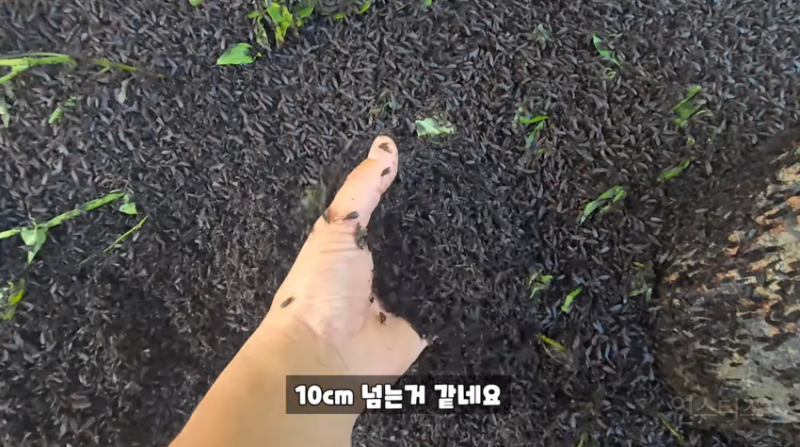 인천 러브버그 상황과 러브버거 (징그러움 주의) | 인스티즈