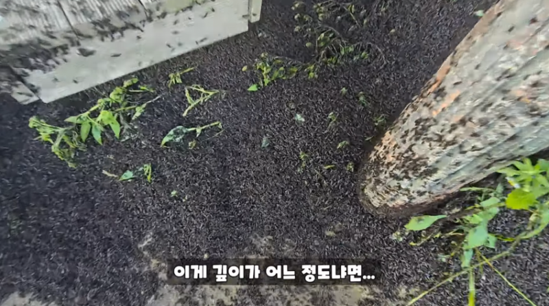 인천 러브버그 상황과 러브버거 (징그러움 주의) | 인스티즈