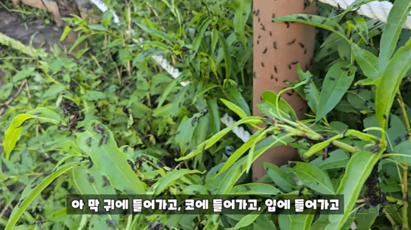 인천 러브버그 상황과 러브버거 (징그러움 주의) | 인스티즈