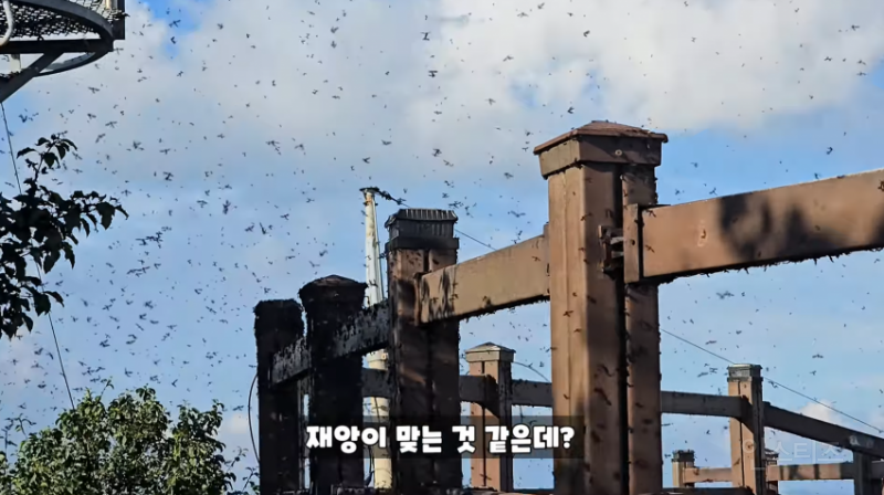 인천 러브버그 상황과 러브버거 (징그러움 주의)