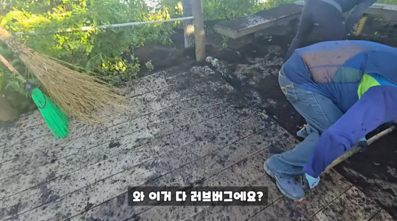 인천 러브버그 상황과 러브버거 (징그러움 주의) | 인스티즈