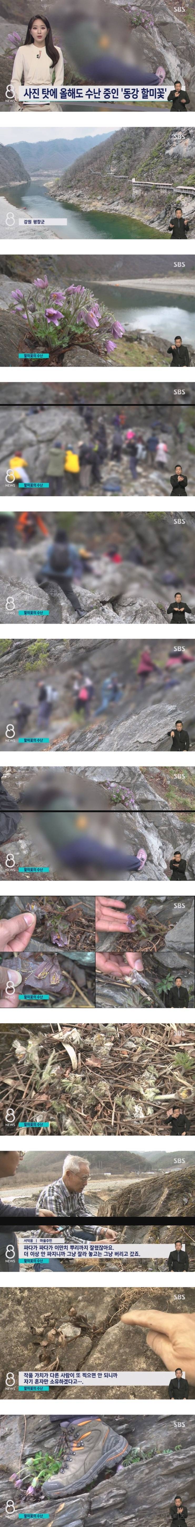 사진작가들이 꽃사진을 찍고 나서 꽃을 밟는 이유