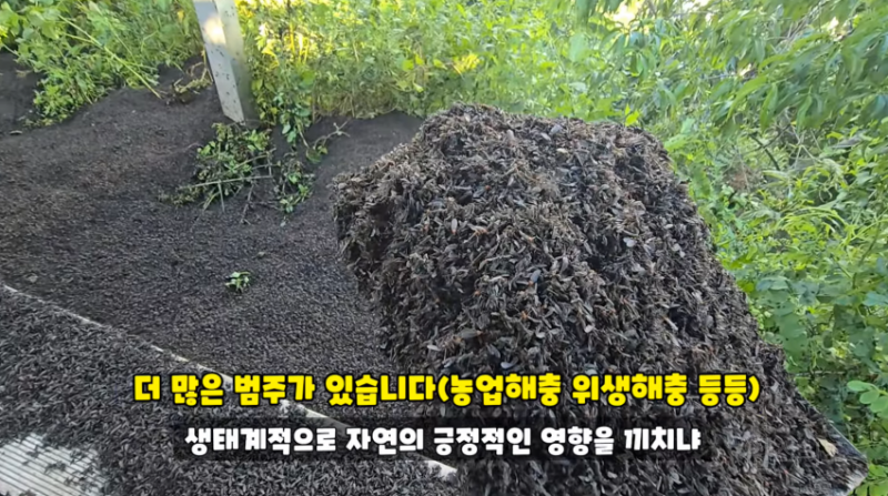 인천 러브버그 상황과 러브버거 (징그러움 주의) | 인스티즈